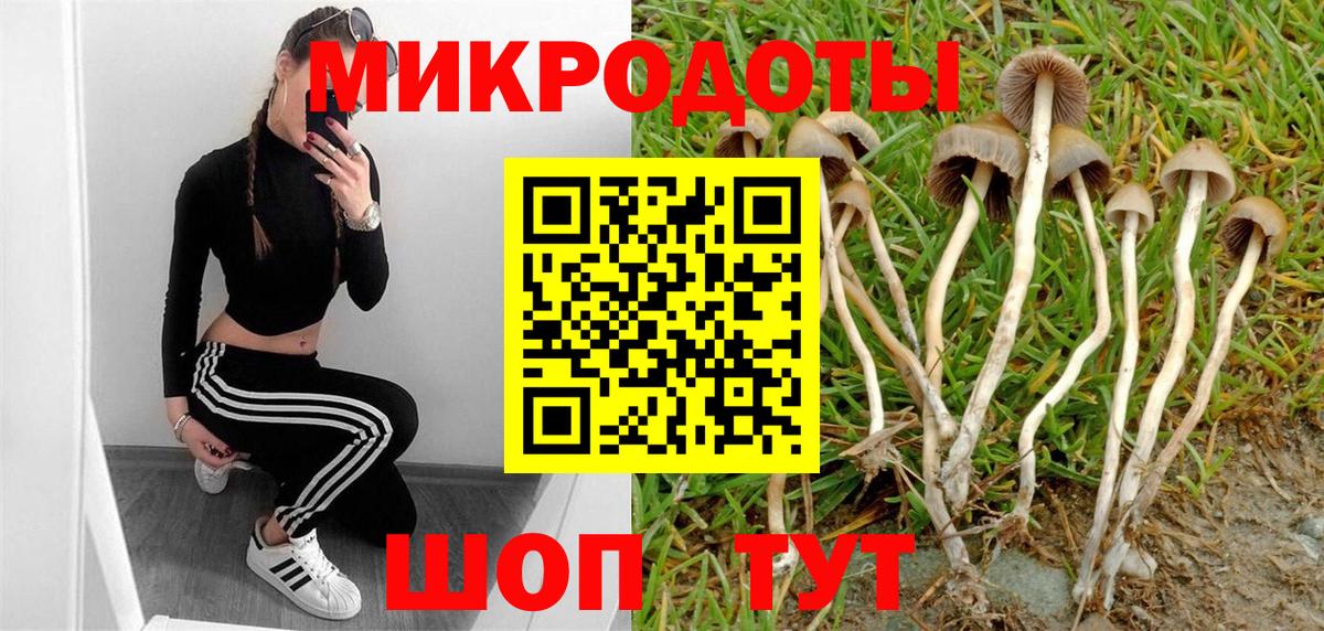 Галлюциногенные грибы Cubensis Сланцы