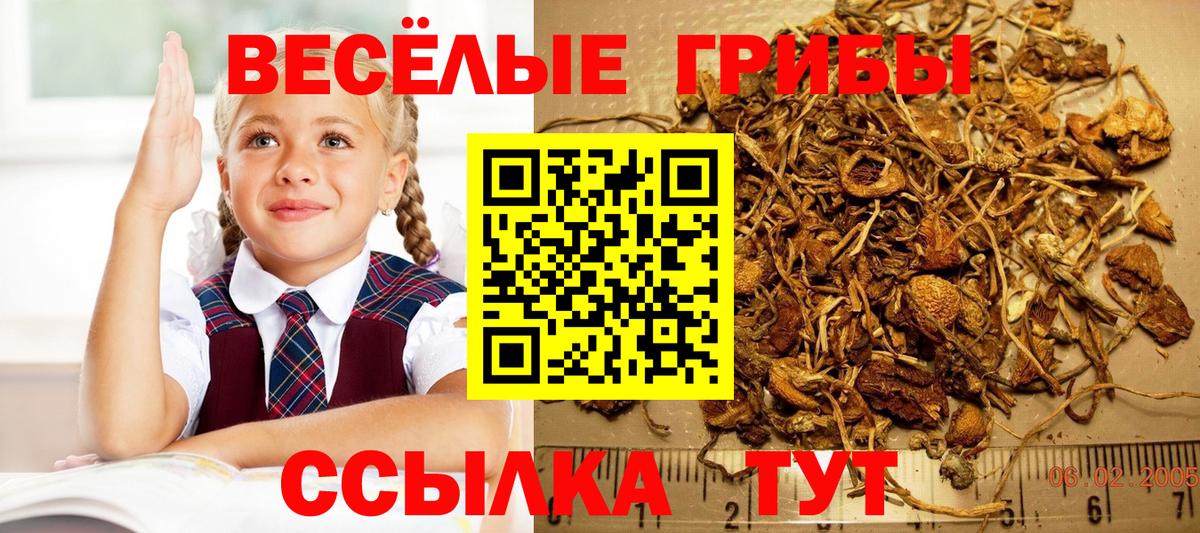 Галлюциногенные грибы Magic Shrooms  Псилоцибиновые грибы Psilocybine cubensis  Сланцы  Вход с VPN 